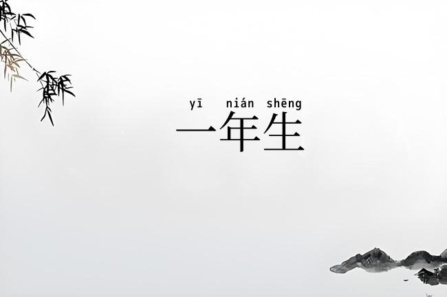 一年生