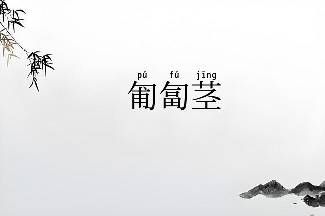 匍匐茎