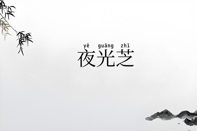 夜光芝